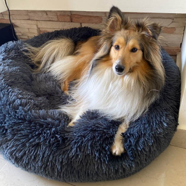 Coussin Douillet pour Chien - Lit Canin Lavable